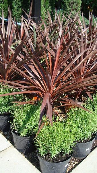 Purple Cordyline palm trees for sale UK delivery