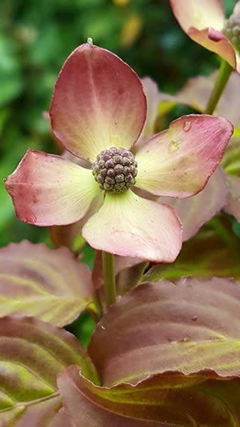 Cornus Florida Cherokee Chief close up of bracts just emerging. Buy online UK and Ireland