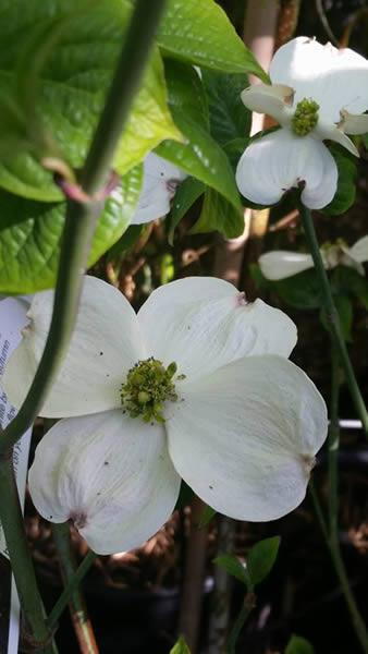 Cornus Florida Cloud Nine trees for sale online UK