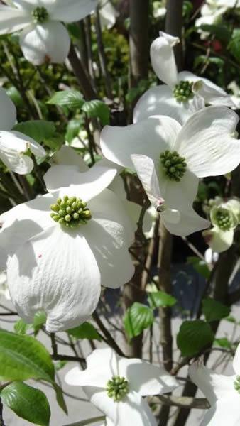 Cornus Florida White Cloud in bloom - buy online UK
