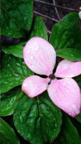 Pink bract on a dogwood tree for sale at our London plant centre, we deliver these ornamental trees nationwide UK