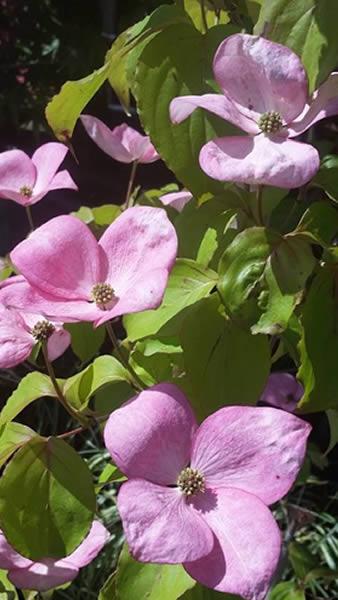 Cornus Kousa Miss Satomi - pink flowering dogwood buy online and delivered to Ireland and throughout the UK