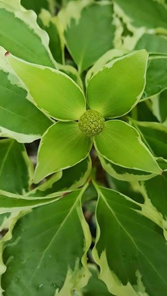 Newly emerging bracts Cornus Kousa Samaritan, bright green turning white. Buy online UK and Ireland delivery.