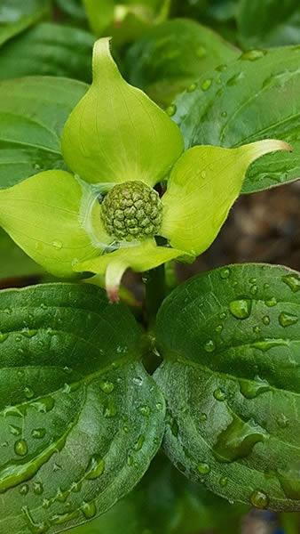 New bracts of Cornus Kousa Schmetterling - lime green will turn bright white. Great specimens for sale online UK & Ireland