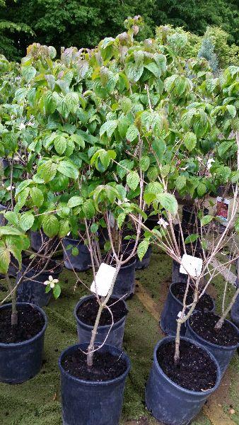 Japanese Cornus trees - Miss Satomi for sale at our London plant centre, delivery throughout the UK and Ireland