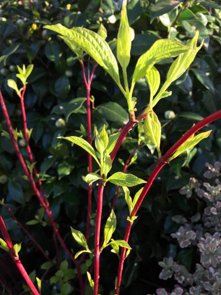 Siberian dogwood foliage in Spring, bright red stems and lime green leaves, buy UK