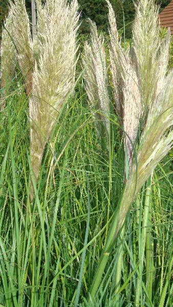 Pampas Grasses - Densely tufted, clump-forming perennial grasses - for sale at our North London garden centre & our online shop.