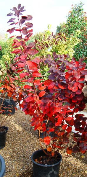 Cotinus Coggygria Royal Purple Shrub, London, UK. Buy our shrubs in London at our garden centre and online.
