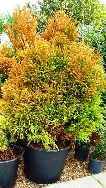 Cryptomeria Japonica, Winter Foliage, Buy online. UK