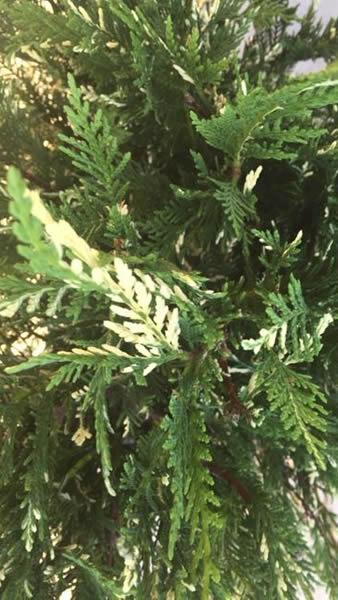 Variegated Leyland Cypress trees for sale UK