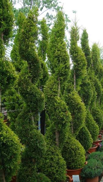 Cupressus Goldcrest spirals to buy online UK delivery