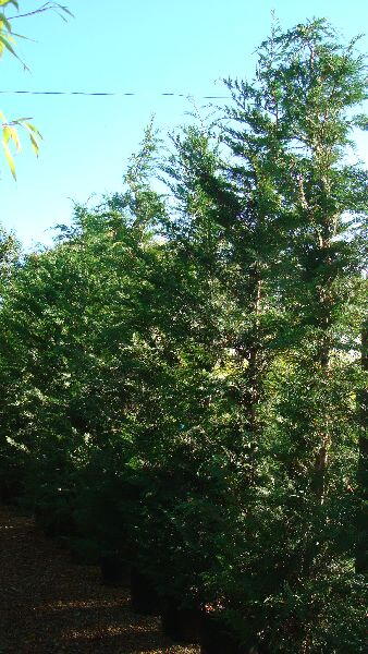 Cupressus Leylandii, 4-5m height, London, UK. Buy our screening trees in London at our garden centre and online with nationwide delivery UK 