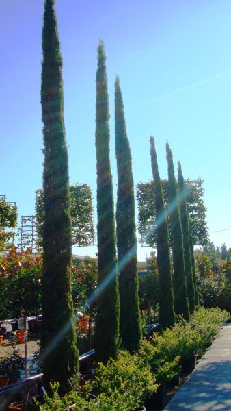 Cupressus Sempervirens Extra Tall, Trees, London UK - for sale in London and online at Paramount Plants.