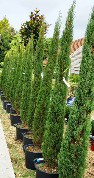 Cupressus Sempervirens, 2m height trees for sale at our London garden centre & online.