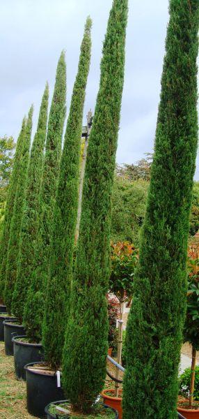 Cupressus Sempervirens Trees, Trees for sale in London & Online UK