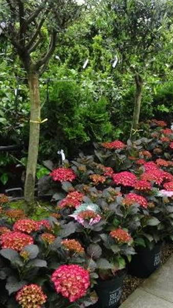 Lacecap Hydrangea Macrophylla Dark Angel for sale online UK