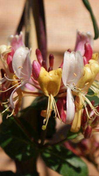 Dutch honeysuckle flower detail, highly fragrant early flowering variety, buy UK