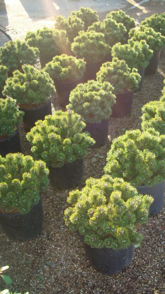 Dwarf Pinus, Pinus Mugo Nana, the smallest of the pine varieties available at our London Plant Centre & for sale UK.