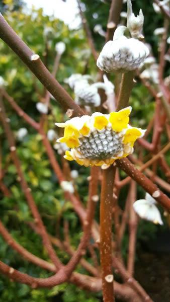 Paper Bush shrub in bud in winter, available to buy from our London plant centre