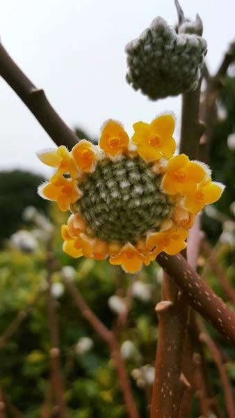 Edgworthia Chrysantha flowering in winter, buy UK