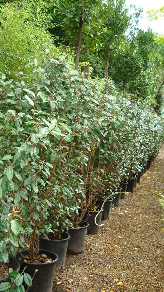 Eleagnus x Ebbingei shrubs for hedging - ready to buy at our London plant centre, UK