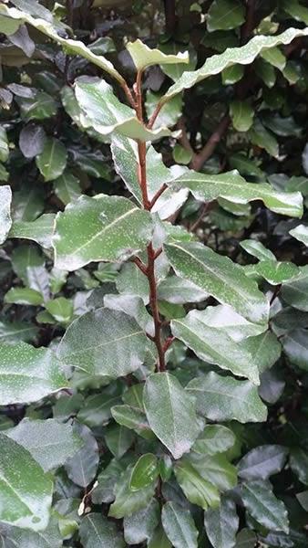 Eleagnus x Ebbingei or Oleaster makes fabulous evergreen hedges - huge selection to buy online UK