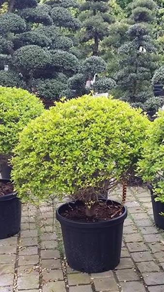 Japanese tree, Enkiathus Perulatus buy online UK