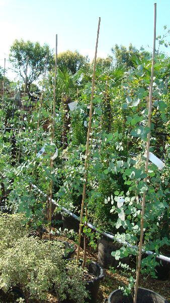 Eucalyptus Plants for Sale Online