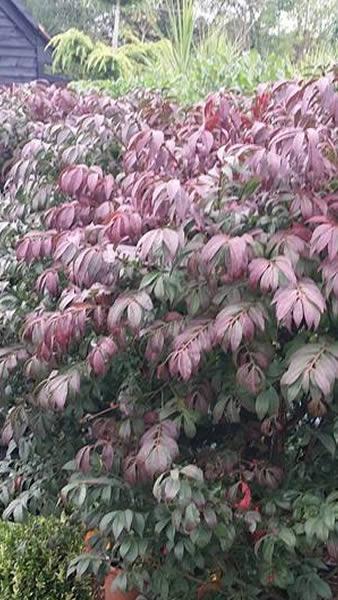 Winged Spindle Tree - autumn foliage. Buy online London garden centre UK