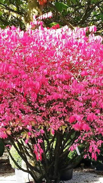 Euonymus Alatus Compactus - simply stunning pinky-red fiery autumn foliage