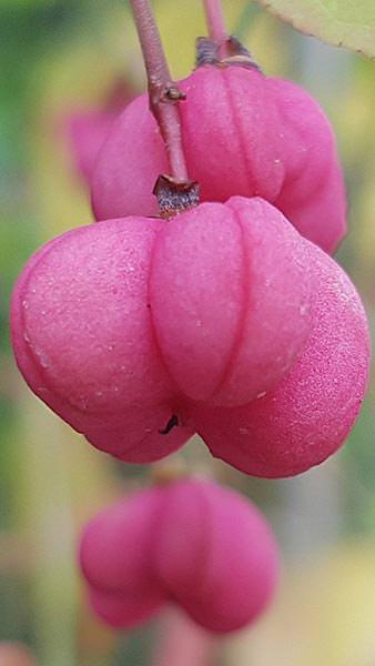 Euonymus Europaeus or Spindle tree flowering in Autumn, good sized plants at reasonable prices online with UK delivery.