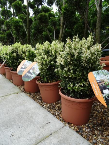 Euonymus Harlequin, Buy Low Growing Evergreen Shrubs Online UK