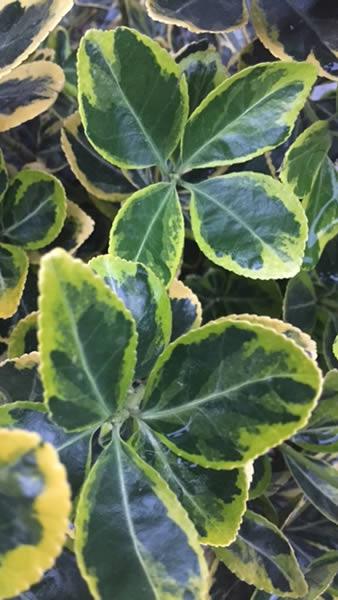 Euonymus Marieke new leaves, buy online UK delivery from our London garden centre