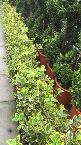 Low growing Euonymus Marieke evergreen shrubs, buy online UK