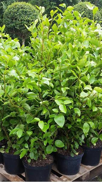 Griselinia Littoralis hedging shrub to buy online UK