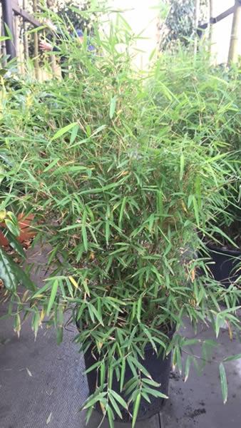 Fargesia Angustissima Bamboo plants to buy online UK deliveries from our specialist nursery in the South East.