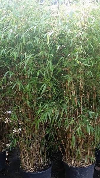 Fargesia Murielae Bamboo for sale online UK delivery