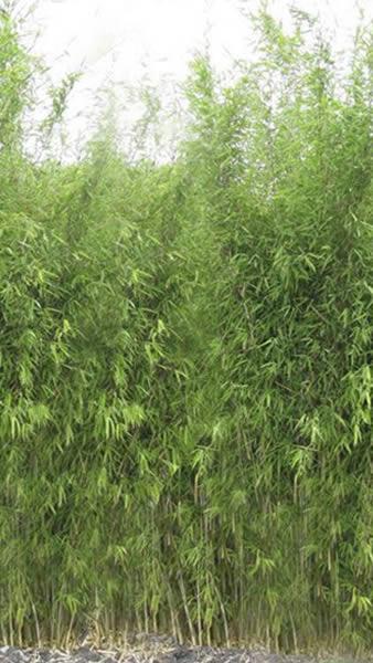 Fargesia Obelisk bamboo, for sale at our London based nursery where we specialise in Bamboo and other exotic plants. Buy UK