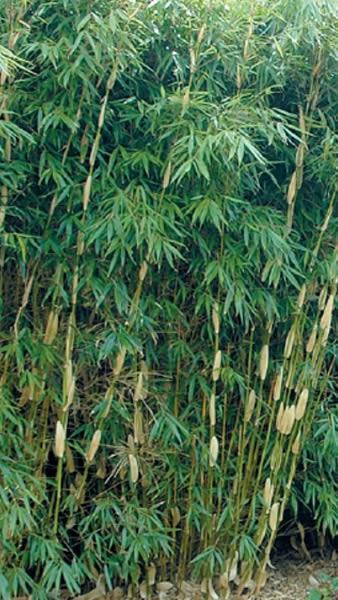 Fargesia Pingwu bamboo with bushy striking foliage, part of our huge bamboo collection. Buy UK delivery.