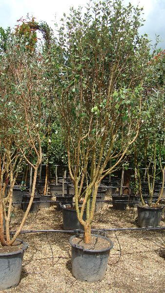 Feijoa Sellowiana Shrubs, Flowering Shrubs, Buy online, Nationwide UK