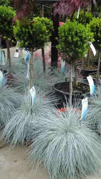 Festuca Glauca Blue ornamental grass for sale online UK