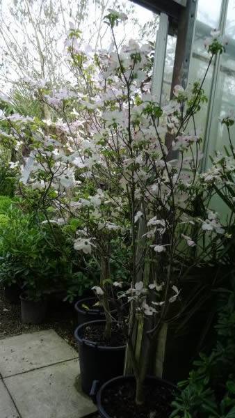 Buy flowering dogwood trees UK Cornus. Florida White Cloud trees 