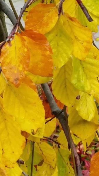 Buy Fastigiate Beech trees online for UK gardens