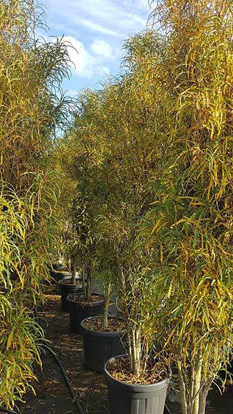 Frangula Alnus Fine Line, deciduous shrubs for sale at our London garden centre, buy online UK delivery.