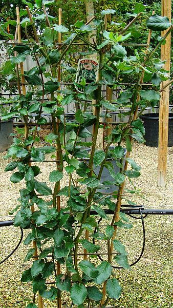 Garrya Elliptica James Roof trained on Frames. Good cover for walls and fences, attractive catkins in winter. Buy UK