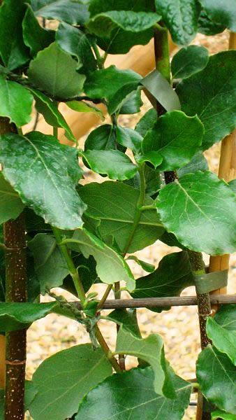 Close up of Garrya Elliptica James Roof foliage, showing the wavy leaves. Buy online with UK delivery