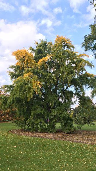 Ginkgo Biloba Maidenhair tree with stunning autumn foliage, leaves become golden in Autumn, buy this Maidenhair tree online with UK delivery.