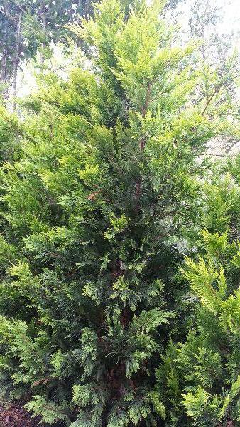 Gold Rider conifer trees for sale UK.