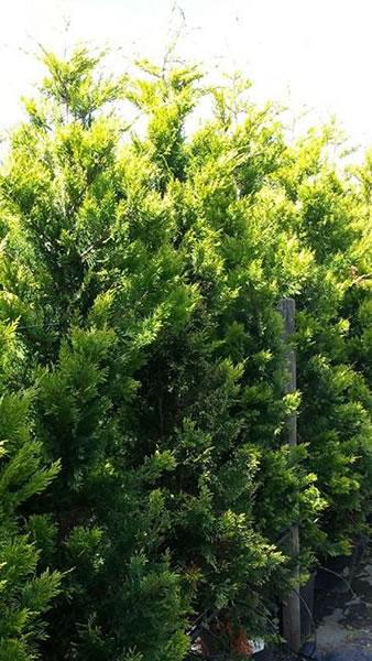 Cupressus Leylandii Gold Rider trees for instant hedging. Buy online UK