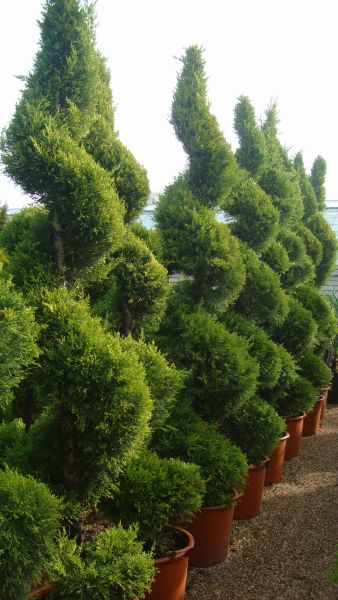 Cupressus Goldcrest Spirals, Topiary UK from Paramount, specialist plant nursery and online shop, UK.